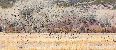 Sandhill Cranes swarmed by Red-winged Blackbirds